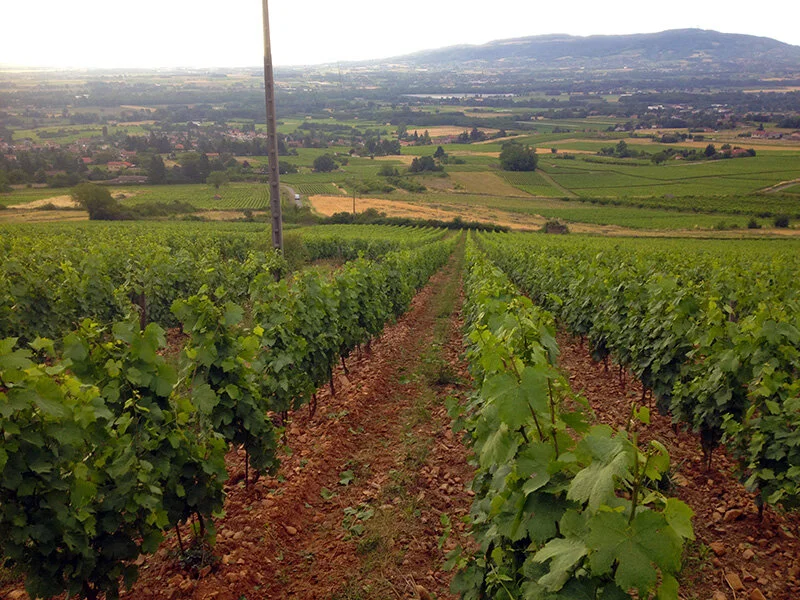 Saint-Cyr vineyard.jpeg