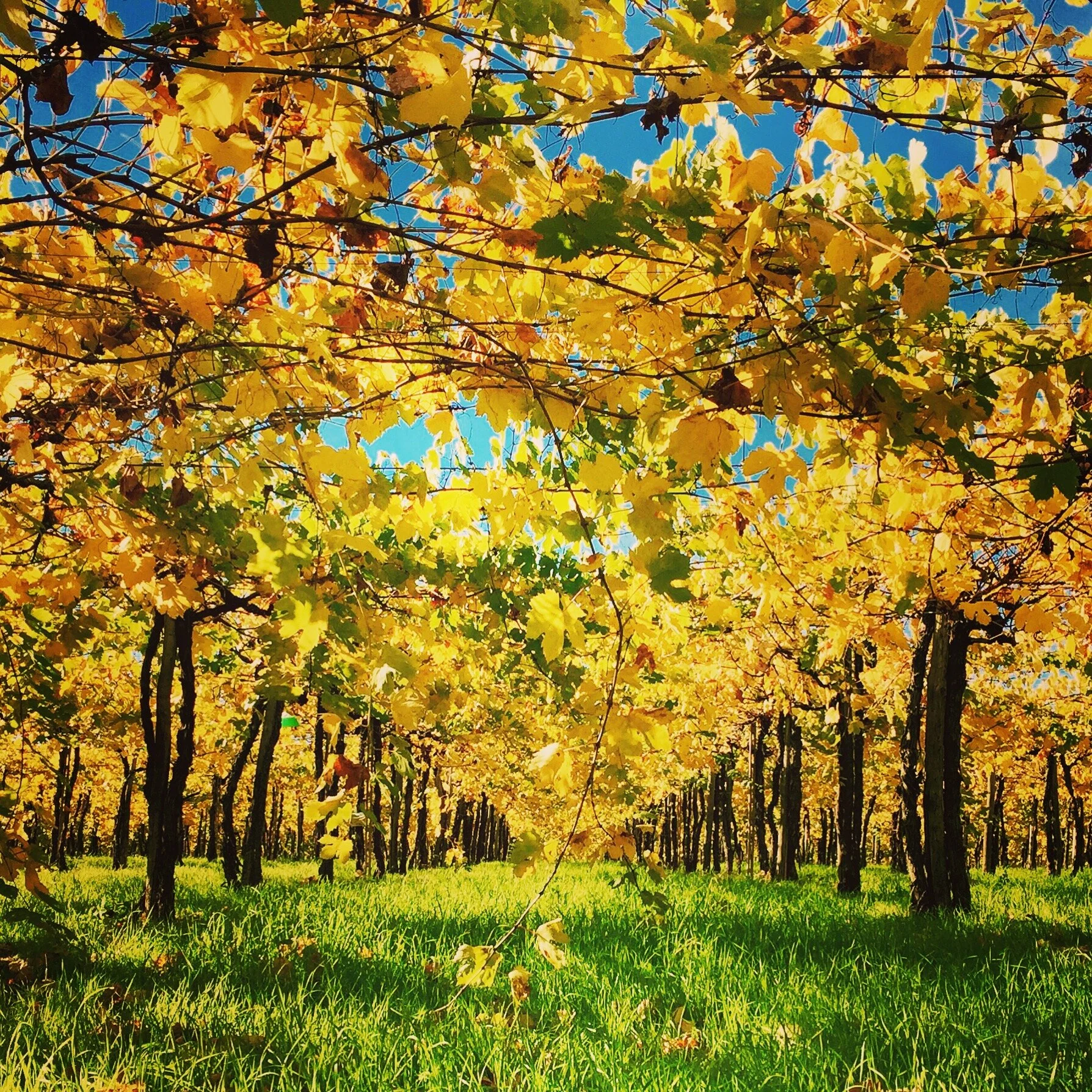 Trebbiano Vineyar - Tiberio.jpeg