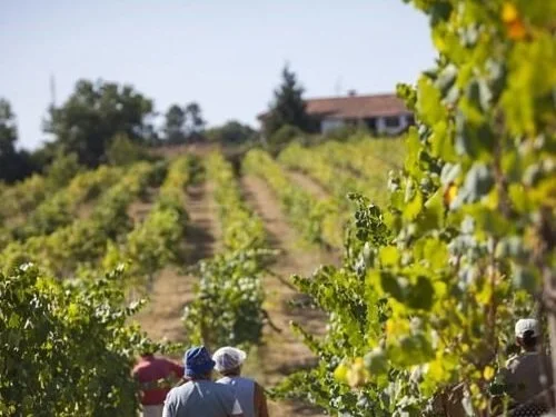 Quinta+de+Santiago+-+vineyard+%26+home.jpg