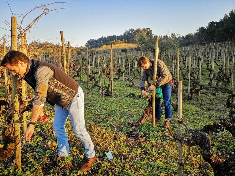 Nuno prunning vines.jpeg