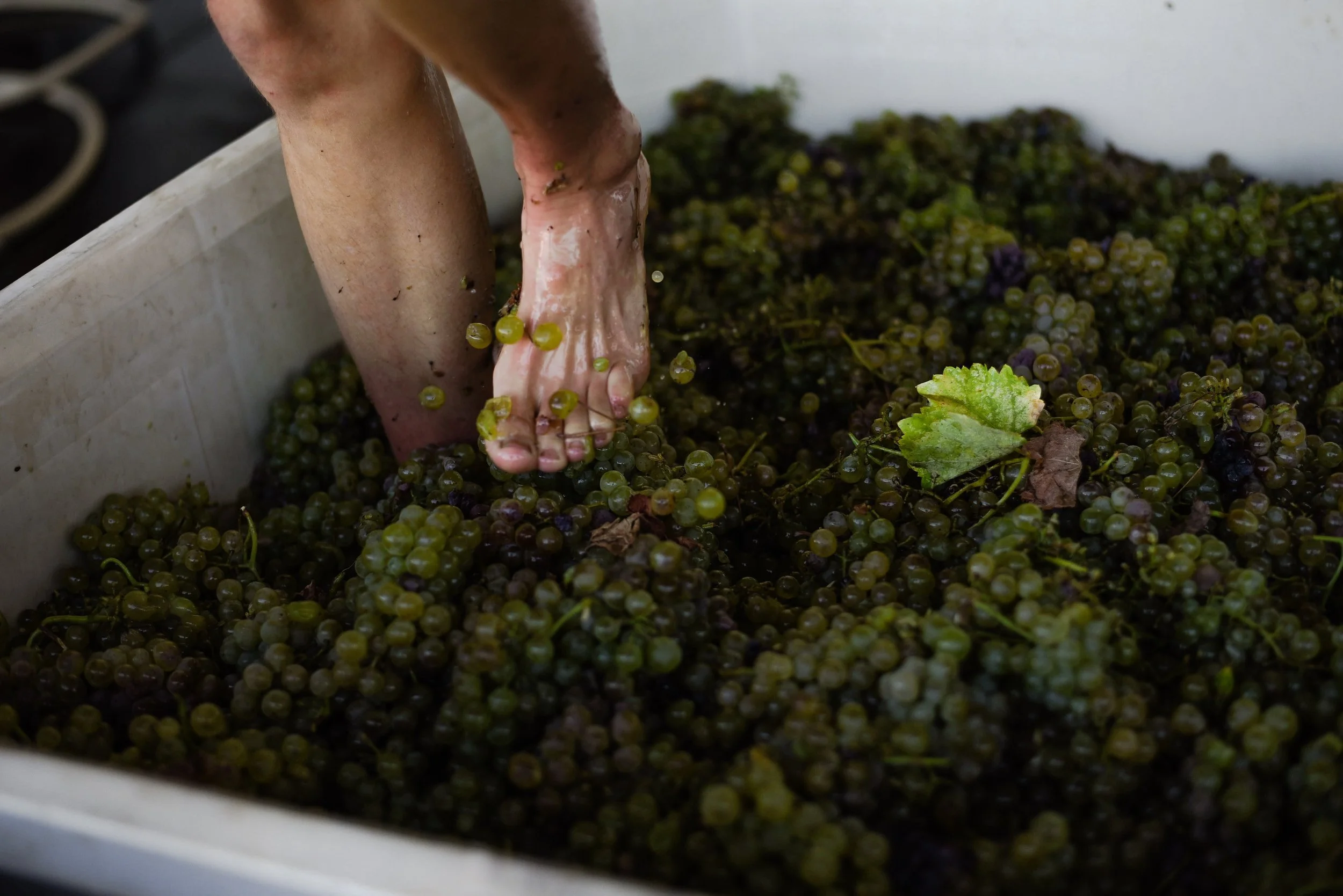 Rosalind foot treading grapes.jpeg
