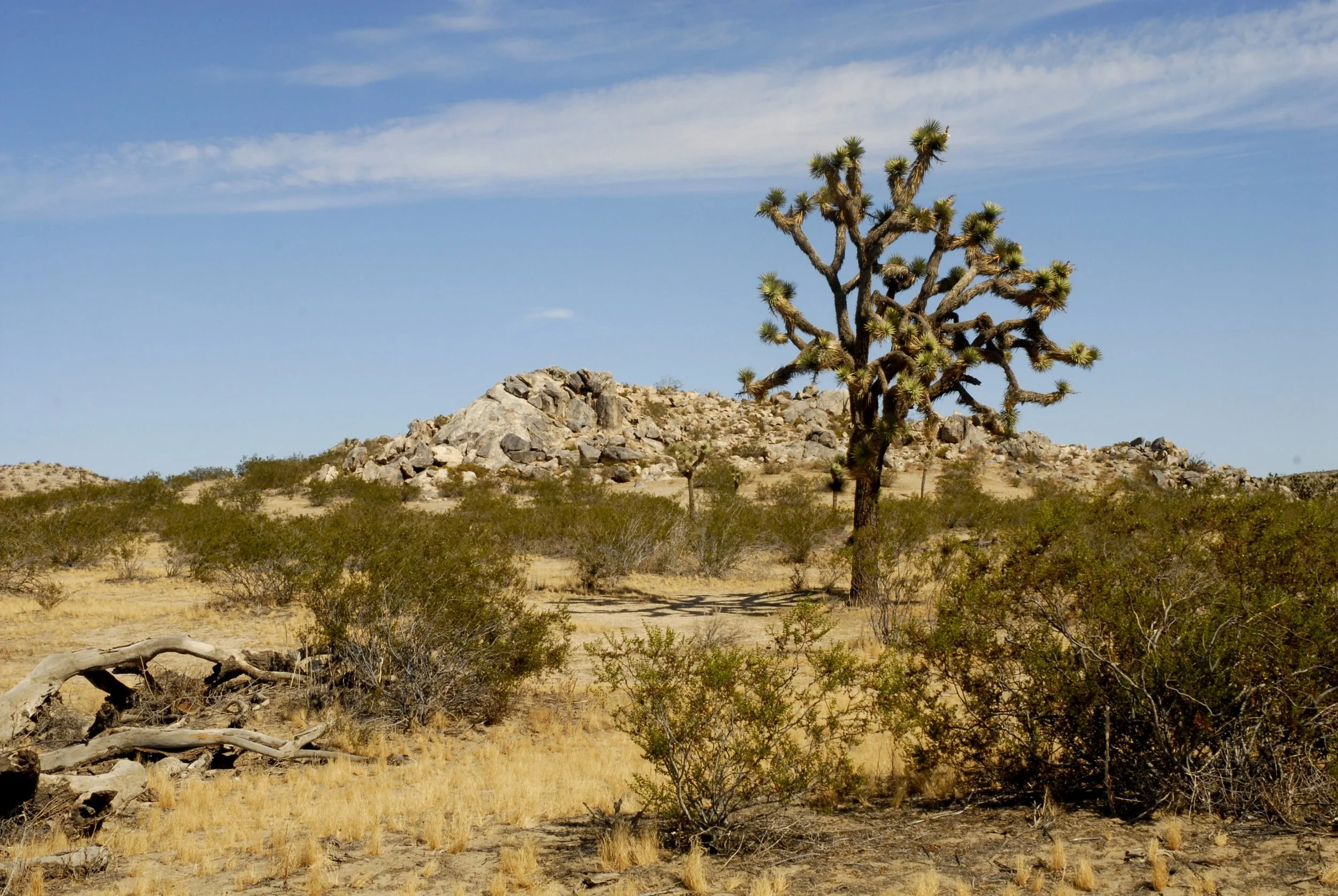 desert.jpg