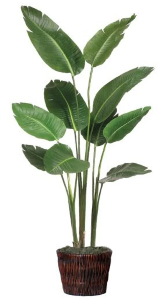 Bird of Paradise Floor Plant in Basket