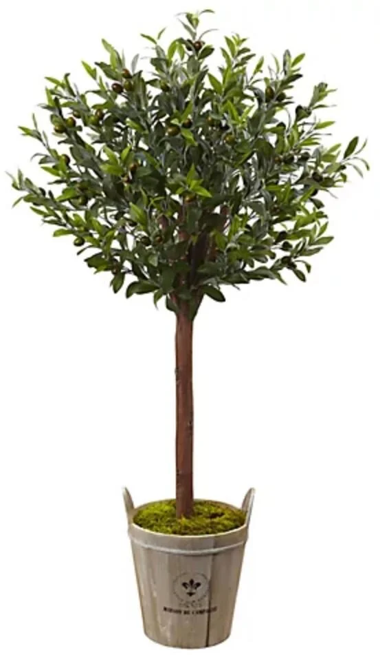 Olive Topiary Tree with Farmhouse Planter