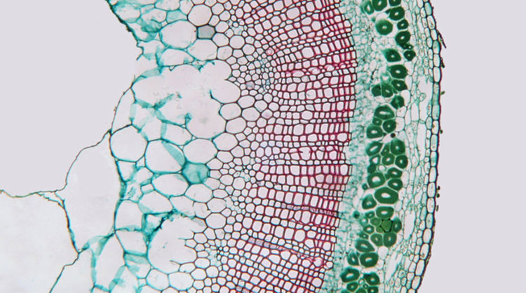 plant-stem-cells.jpg