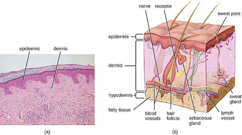 Difference-Between-Dermis-and-Epidermis-1.jpg