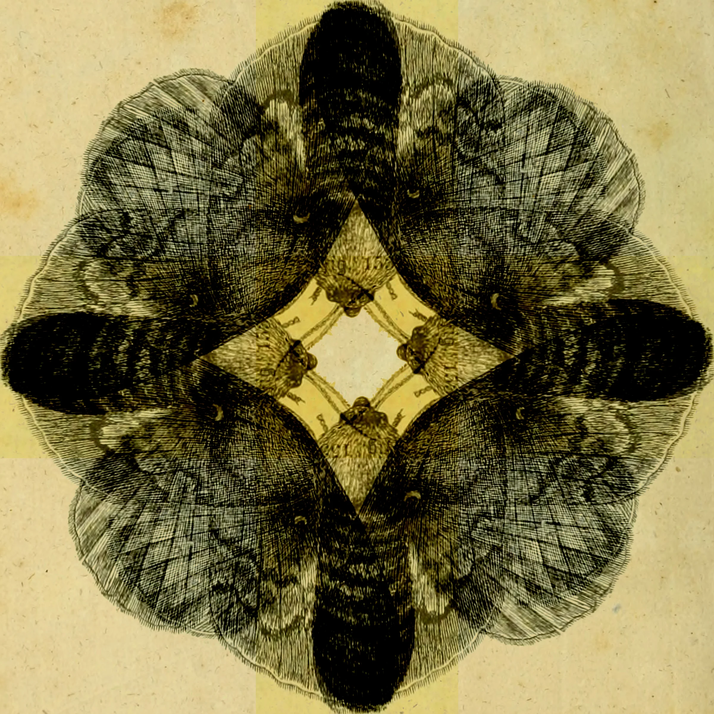 allbutterflies13a.jpg