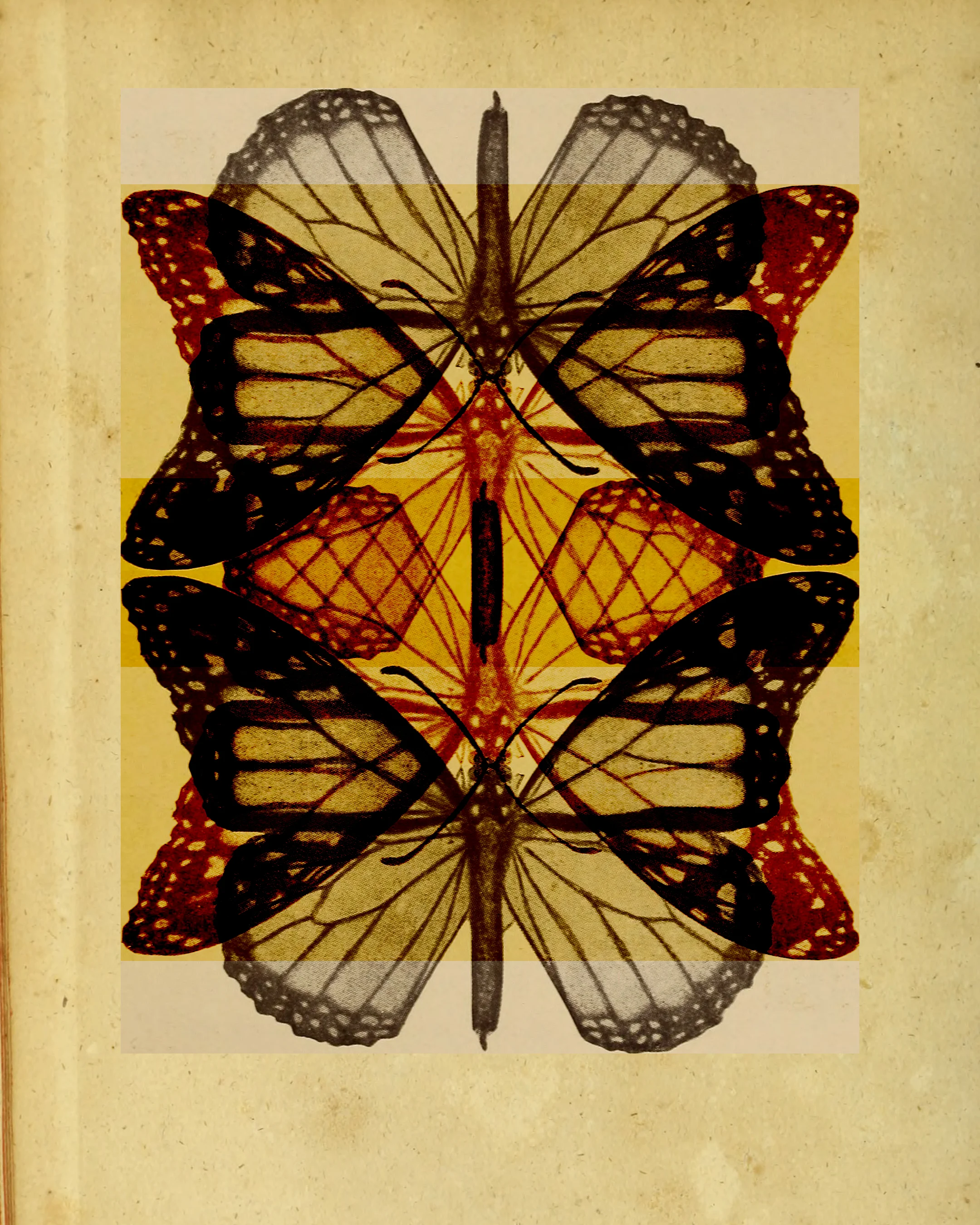 allbutterflies11.jpg
