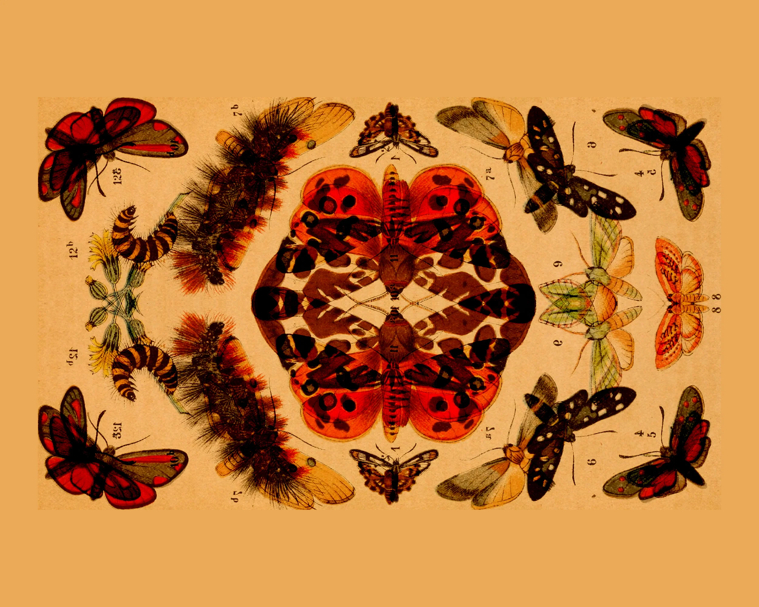 allbutterflies1.jpg