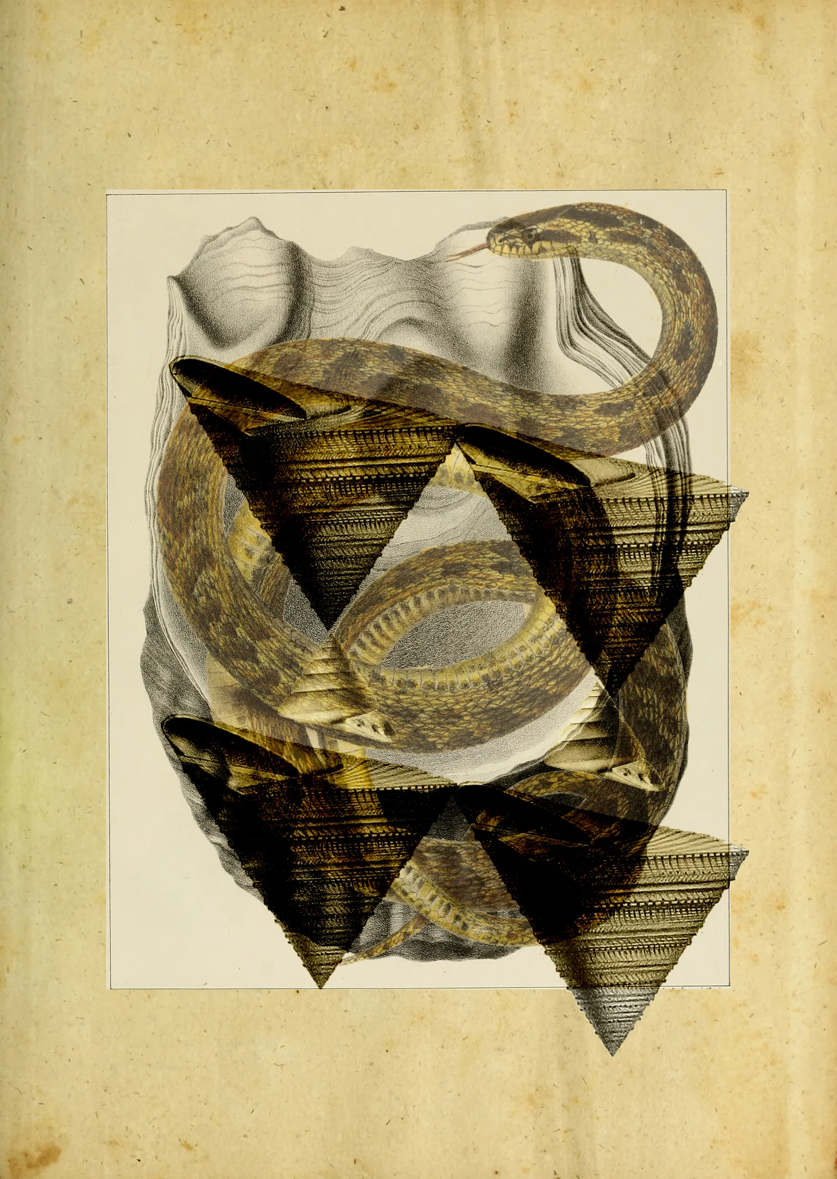 Snakeshell