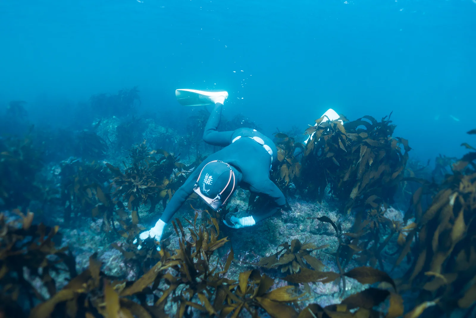  In November, divers search for sea cucumber. Summer months are reserved for Abalone.  