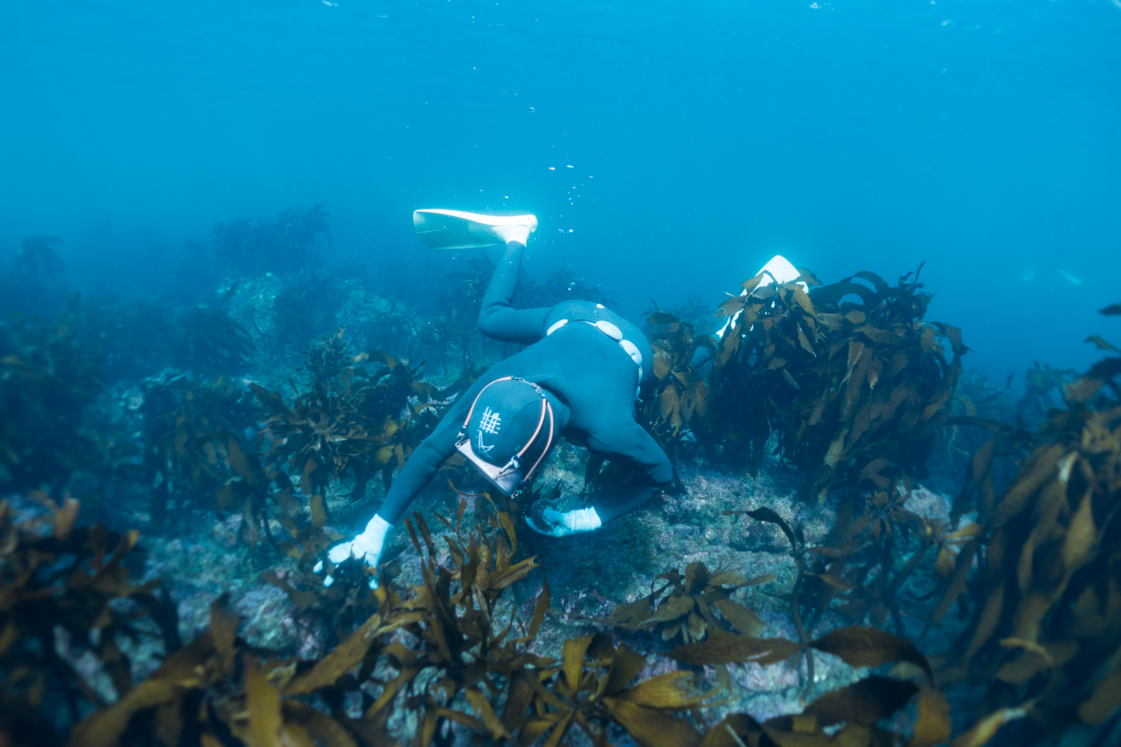 In November, divers search for sea cucumber. Summer months are reserved for Abalone.