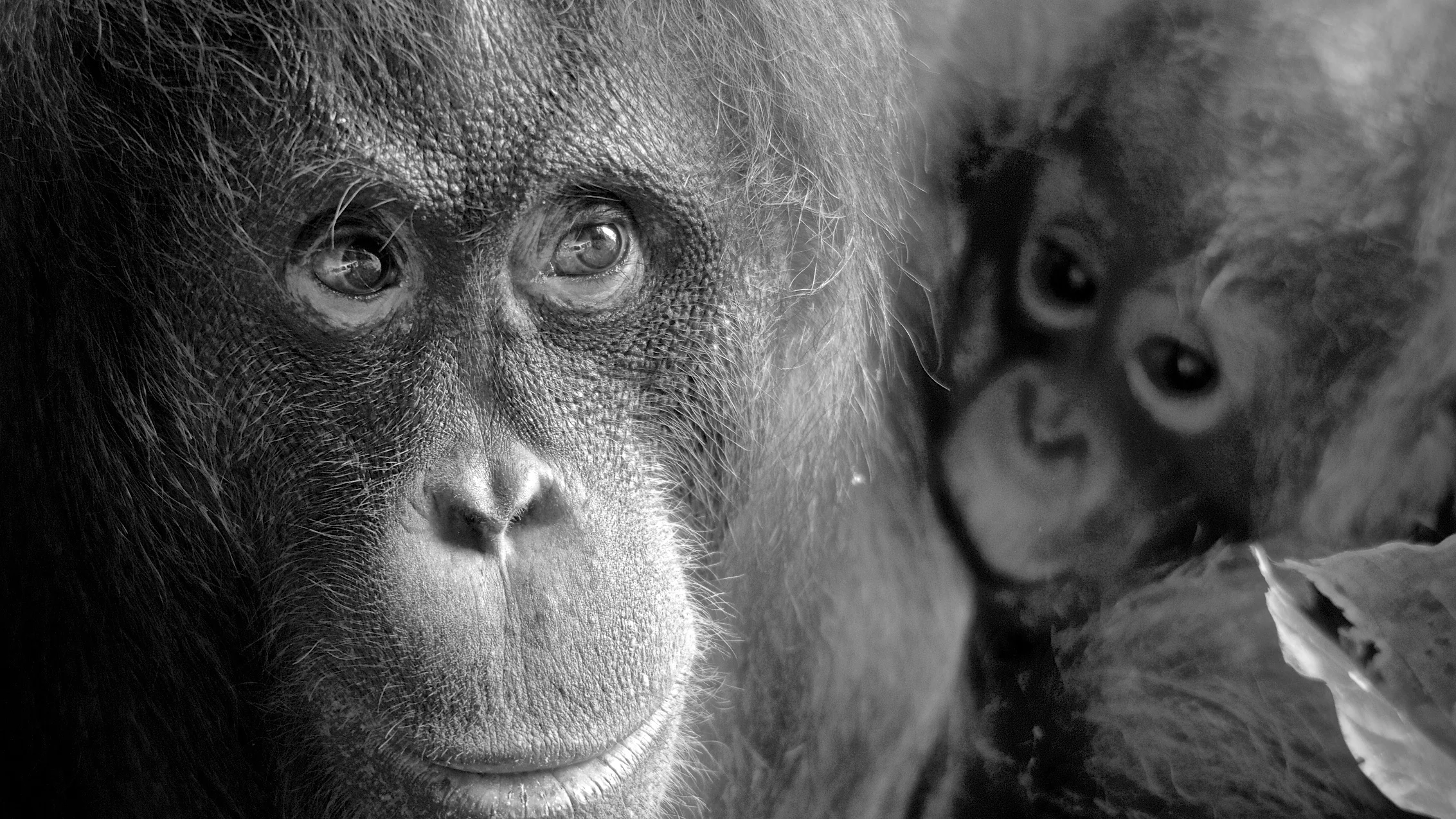 Orangs Banner and Thumbnail.jpg