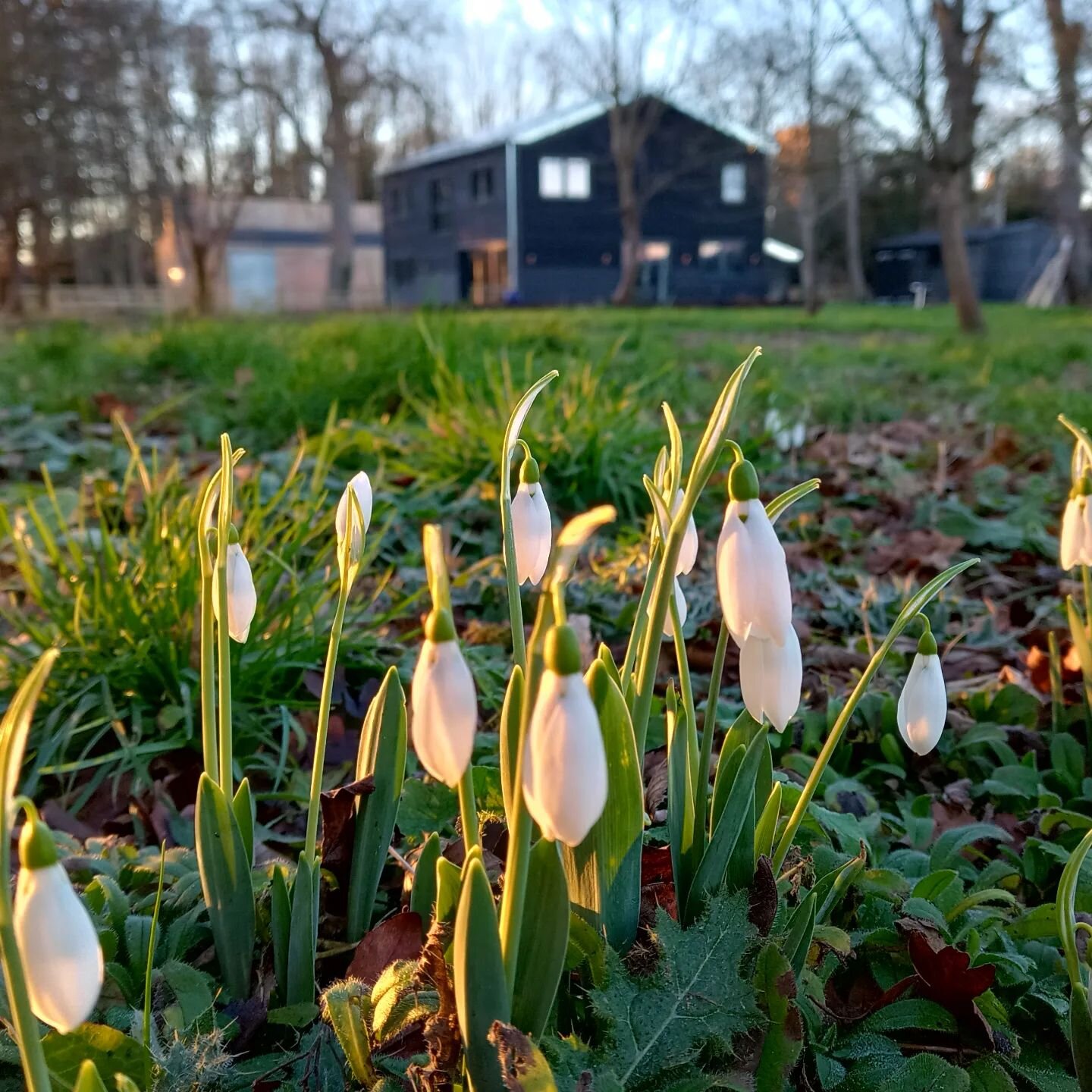 We have snowdrops flowering at Dunn's Barn.

#snowdrops #springiscoming #newhome #ourbeautifulhome #leistonsuffolk #suffolkcoast #lovesuffolk #ourblackbarn