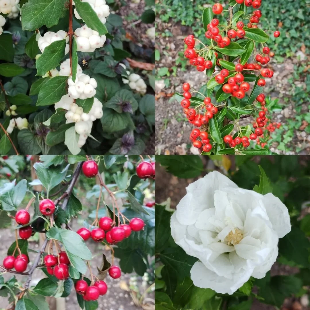 Spent the afternoon in the garden and autumn seems to have arrived, although the temperature is still warm in the sunshine.

#autumnvibes #autumngardening #autumnberries #autumncolours #inmygardennow #suffolkcoast #autumnmood #seasonalchanges #changi