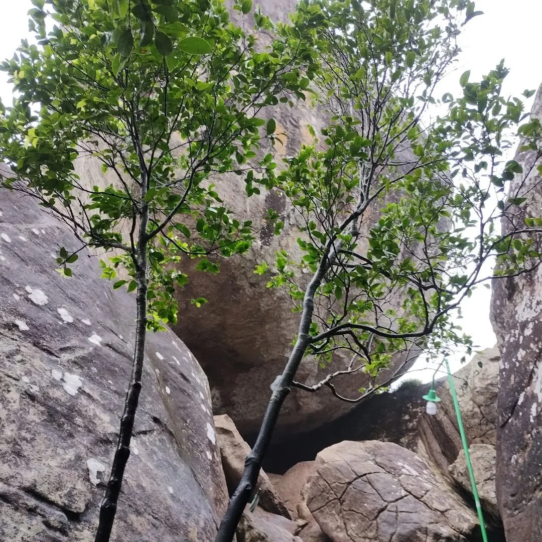I didn't quite make it to the top of Pidurangala rock as my blood sugar was dropping.  Glad in some ways as even Robert said he had to take the guide's hand at one point.
My legs still ache a couple of days later.

#pidurangalarock #srilankaholiday #