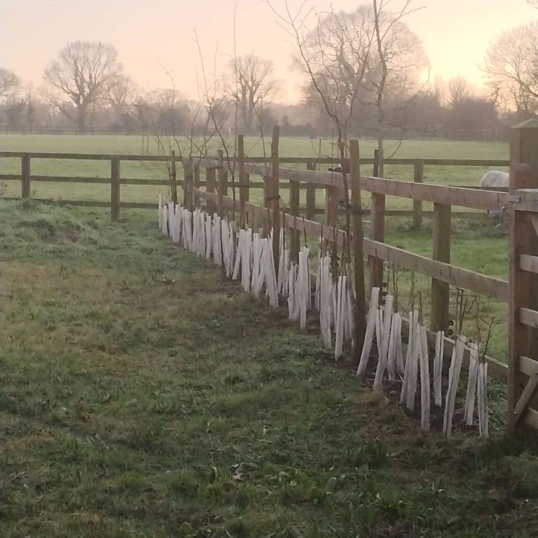 After our wonderful holiday it was time to get back to reality, so today we have been out in the cold planting a new hedge and some more trees in our garden.

I think it will be a few years until they begin to look like a hedge, but you can't rush na