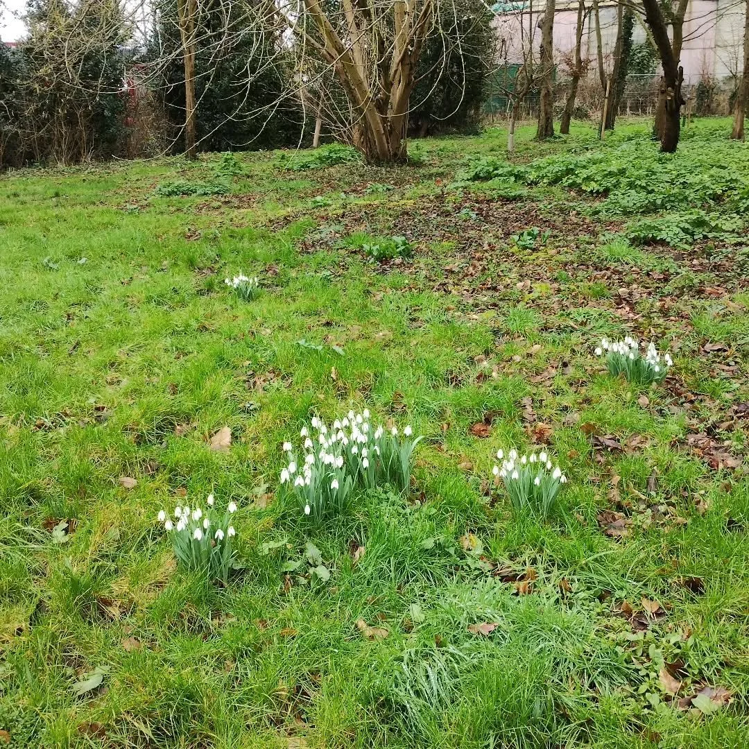 Our snowdrops are looking good.  A reminder that Spring is not far away despite the recent weeks of grey skies and rain.

#snowdropseason #springisintheair☀️ #snowdropsinmygarden #firstflowersofspring #februarygarden