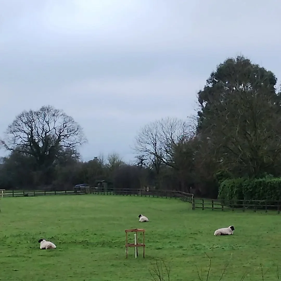 I think the sheep have had an argument; they are all facing away from each other and apart, which is unusual.

They are not our sheep, they are currently grazing the paddock in front of our home.

#grazingsheep #havetheyhadanargument #sheepofinstagra