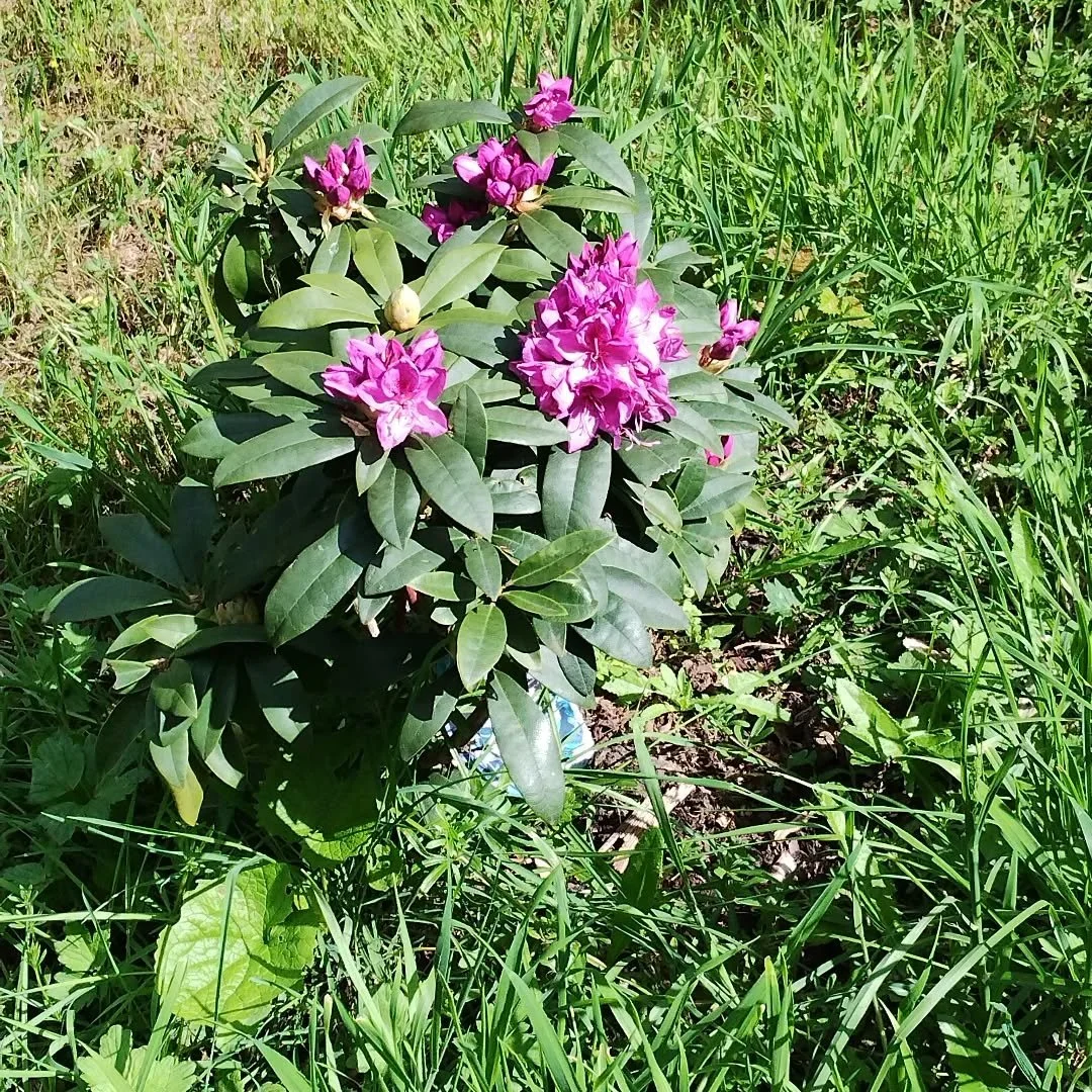 At last we have flowers on one of the rhododendrons that we planted a couple of years ago.

They keep getting trimmed by the local muntjac deer and some of them were just too tasty and haven't survived.

This one however is blooming, just in time for