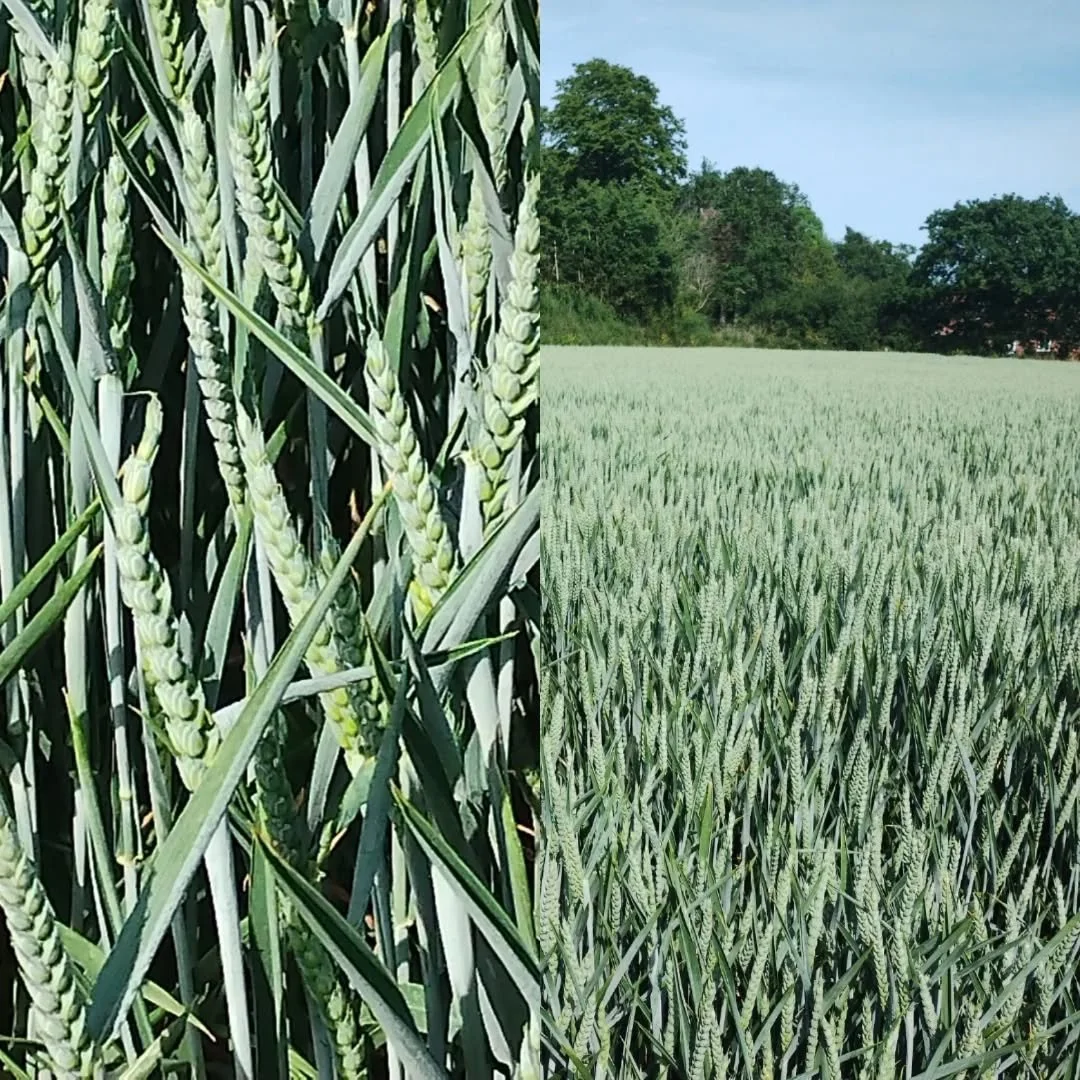 Our walk yesterday included walking through this wheat field (on a footpath).

Which made me think about what colour was the wheat.  Was it green, blue or grey?  And when someone uses wheat colour do you immediately think of the golden colour of ripe