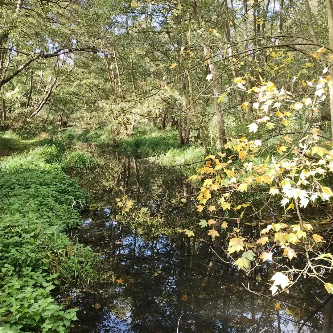 Lovely walk today to Aldeburgh followed by afternoon tea at The White Lion and the bus back home.  This is the River Hundred near Aldringham Fen.

Despite the changeable weather forecast it was sunny and no strong winds.

#octoberwalks #suffolkcoast 