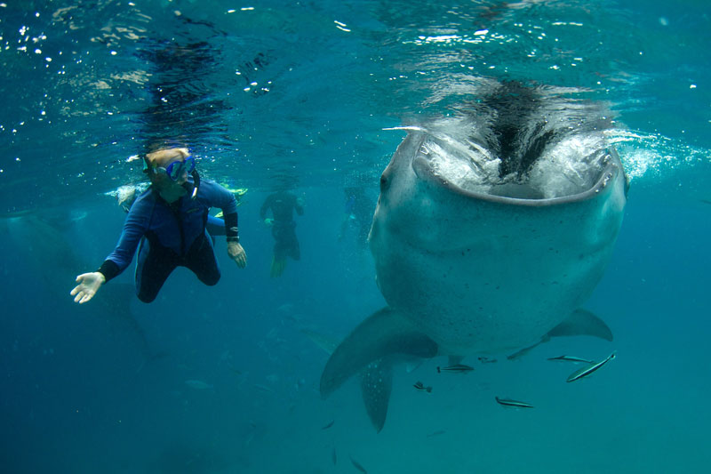 Freddy gazes into the gulplng mouth of a Whale shark as it feeds.