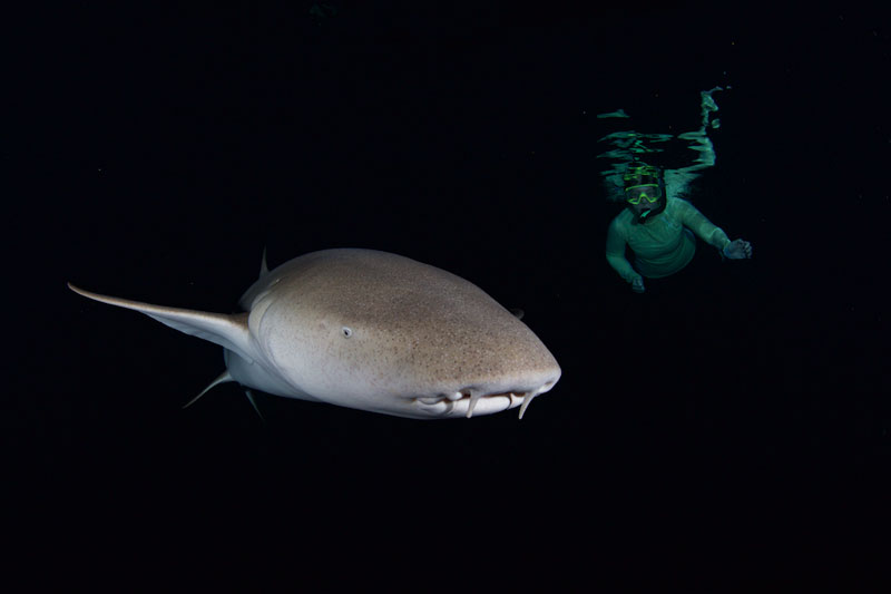 Catherine on a night snorkel with Nurse sharks.