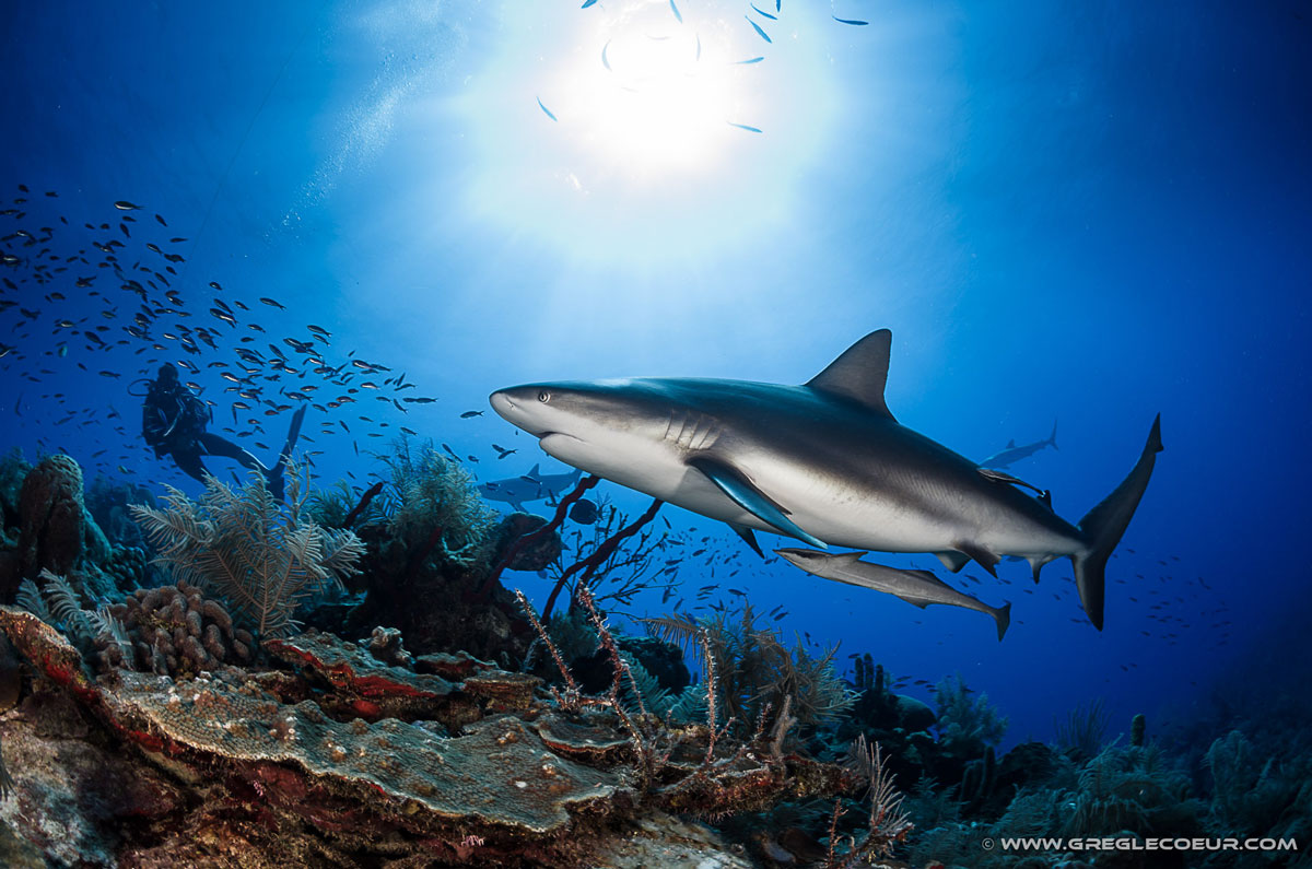 CUB_Avalon-II-Underwater-©-Greg-Lecoer-DSC_1311.jpg