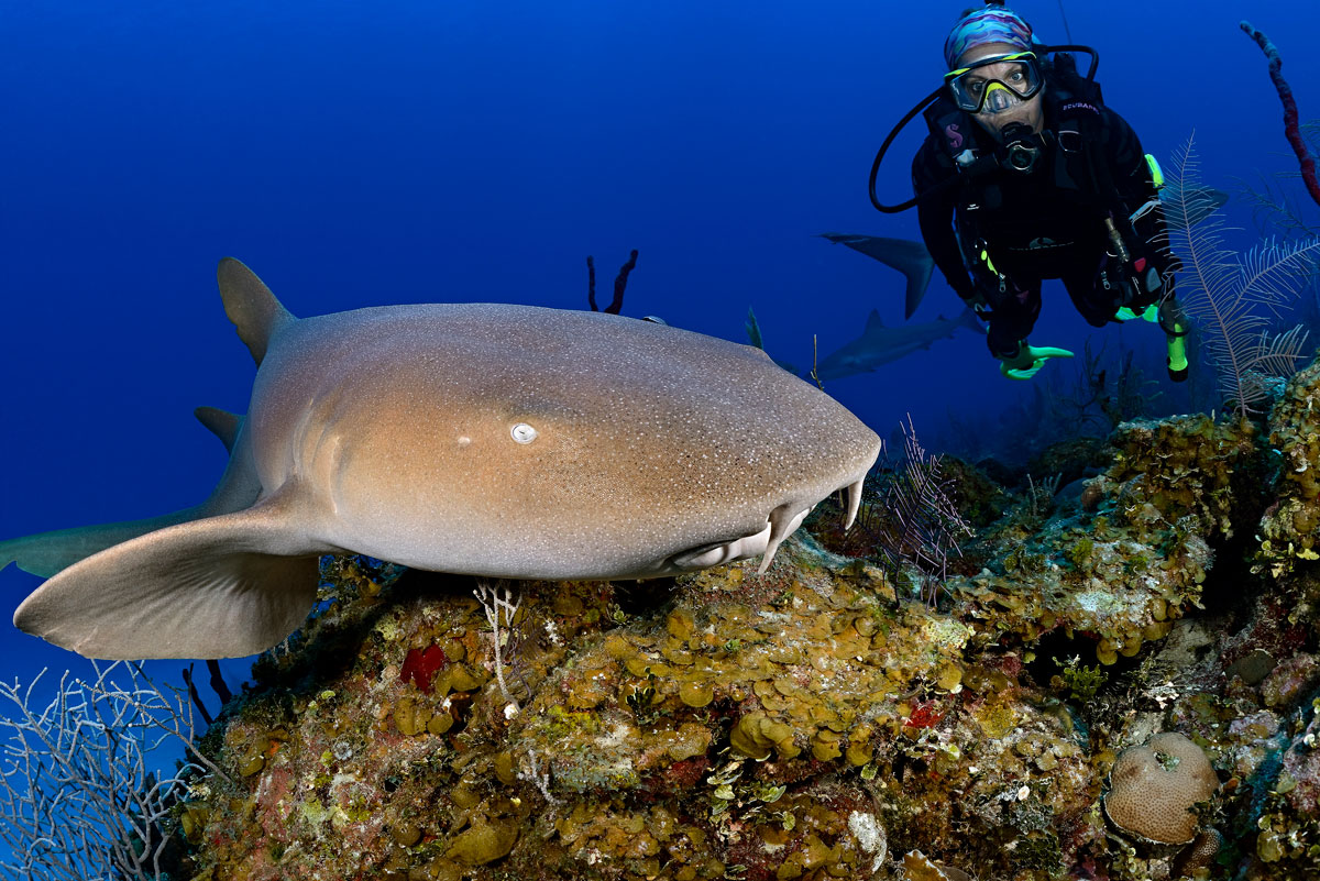 CUB_Avalon-II-Underwater-©-Scott-Lauren-Johnson-cub0922.jpg