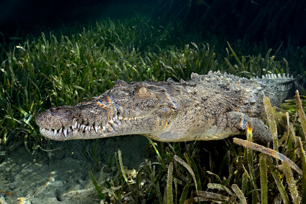 CUB_Avalon-II-Underwater-©-Scott-Lauren-Johnson-cub2765.jpg