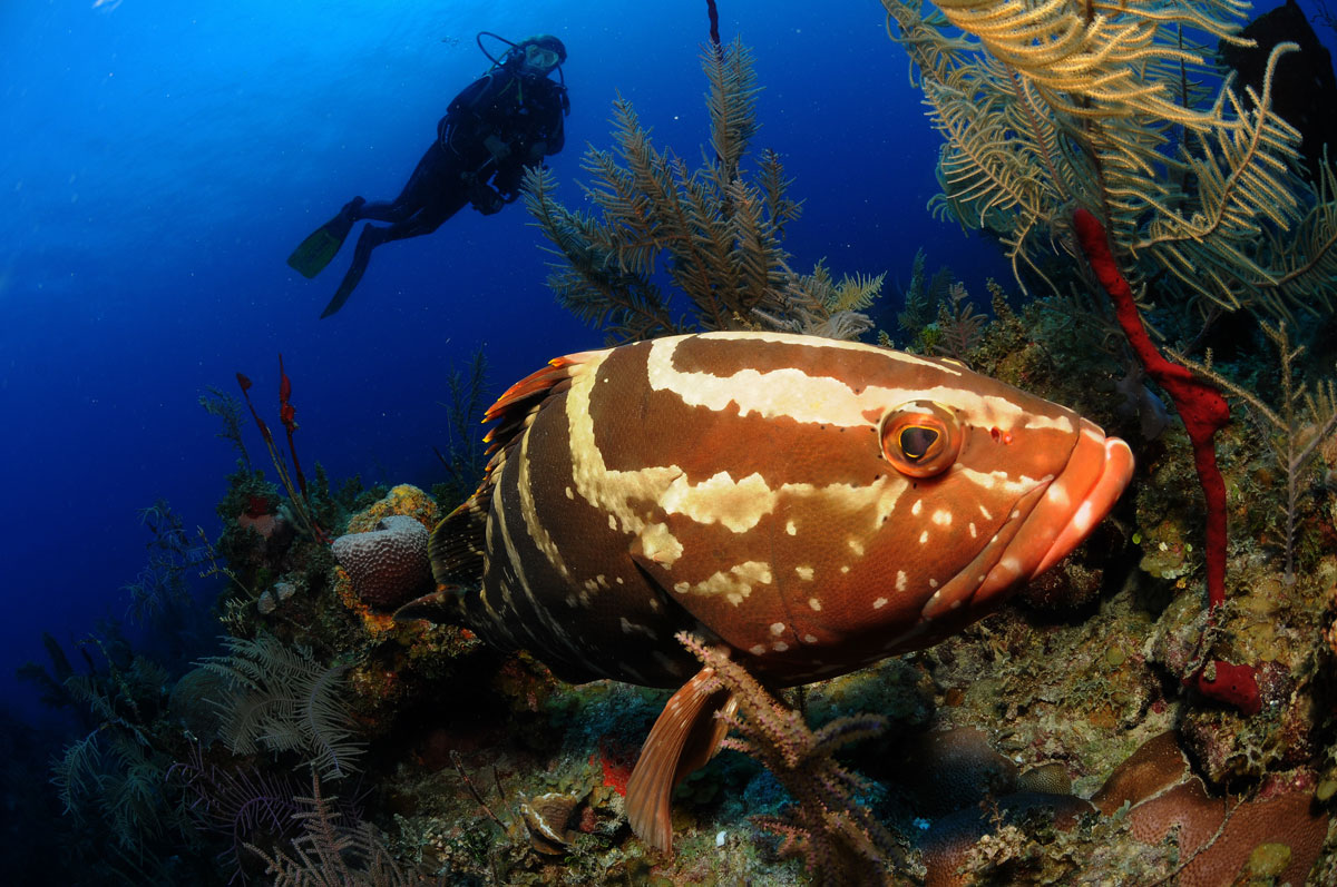 CUB_Avalon-II-Underwater-©-Xavier-Safont-DSC_6624.jpg