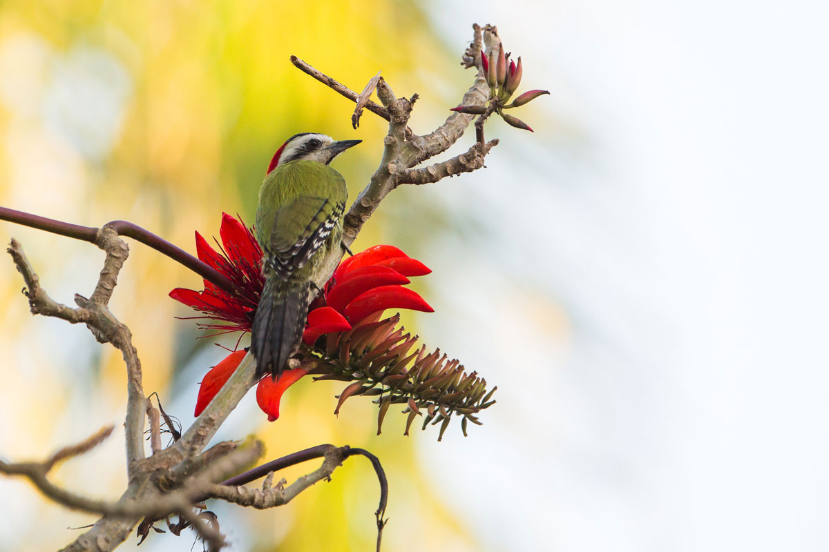 CUB_Tours-Green-Woodpecker-©-Yall-Tours-2.jpg