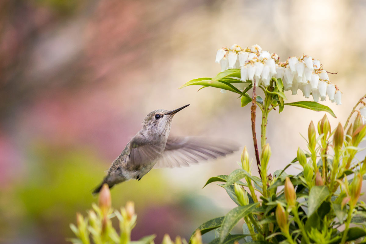 CUB_Zapata-Peninsula-©-Adobe-Stock-SmallbirdBee-Hummingbird.jpg