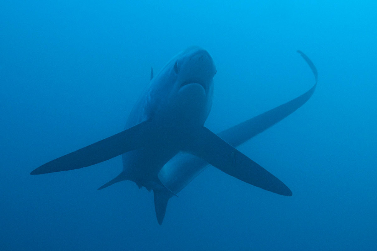 PHL_Malapascua-UW-Thresher-Sharks-©13-Thomas-Baechtold-2270a.jpg