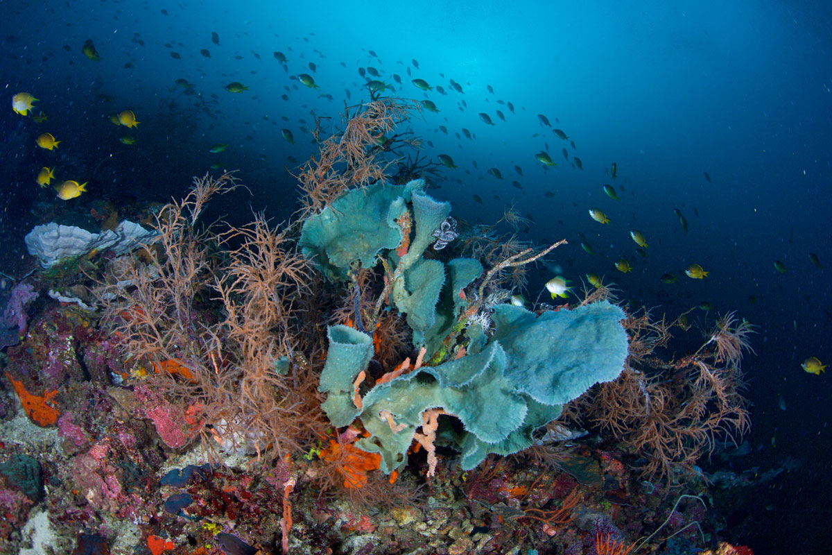 PHL_Philippines-UW-Southern-Leyte-©15-Thomas-Baechtold-11044.jpg