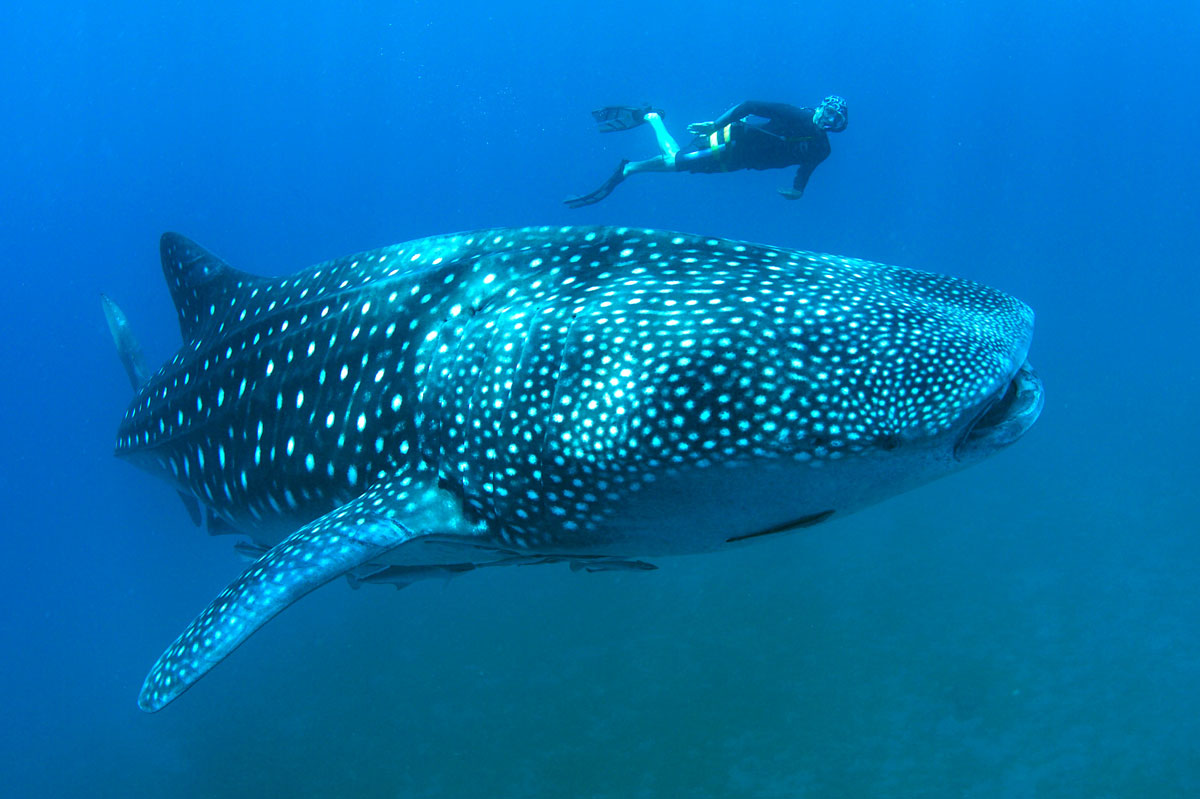 PHL_Whale-sharks-Southern-Leyte-©15-Thomas-Baechtold-0192.jpg