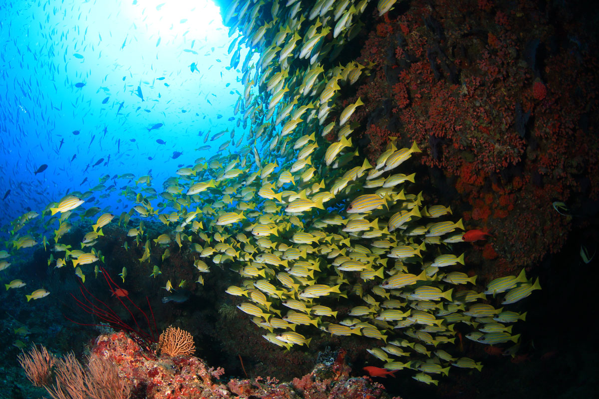 MLV_Mirihi-©-Mirihi-Island-Resort_97a1654_15xT9MN.jpg