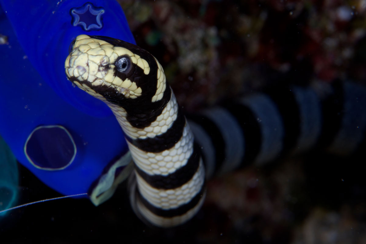 IDN_Banded-Sea-Snake-©13-Thomas-Baechtold-0701.jpg