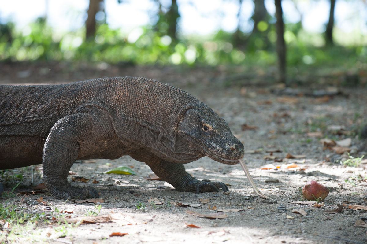 IDN_Komodo-Island-©10-Thomas-Baechtold-009.jpg