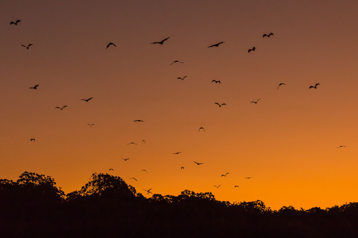 IDN_Komodo-Resort-Sunset-Bat-Tour-©-Komodo-Resort-053.jpg