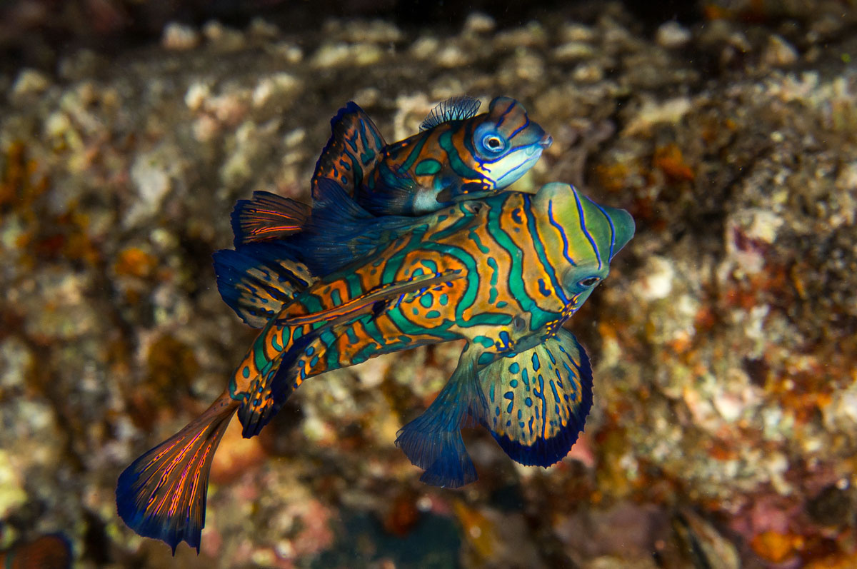 IDN_MY-Damai-UW-Banda-Mandarinfish-©-Andrina-Bindon-1.jpg