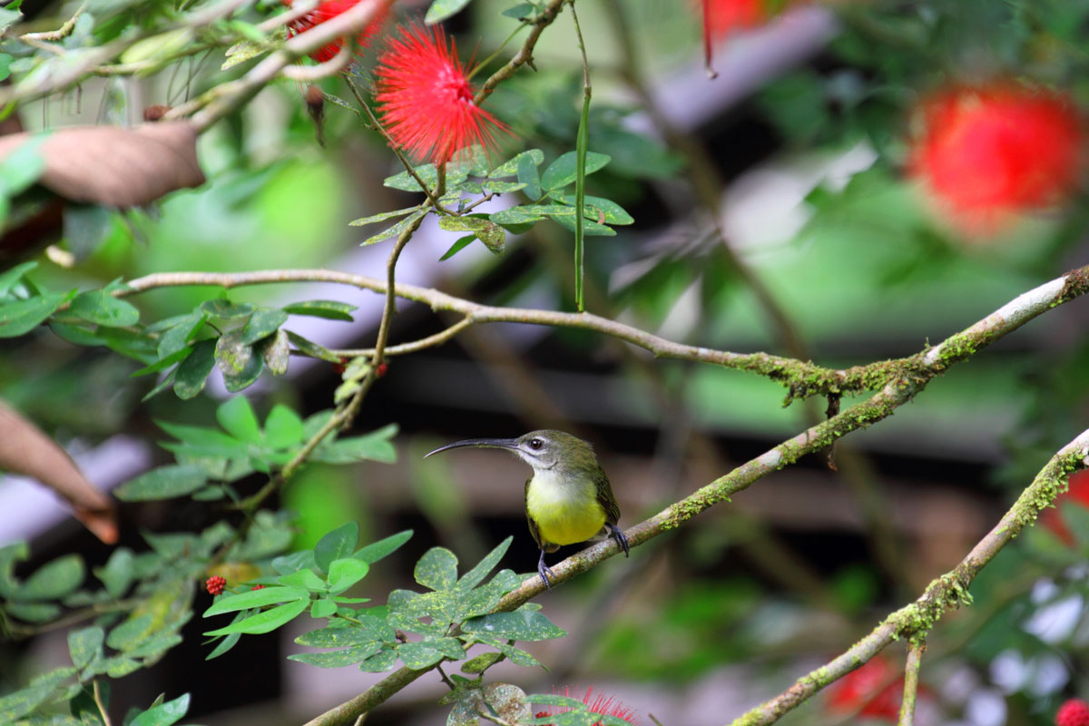 MYS_Borneo-Bird-©-Adobe-Stock_122046973.jpg