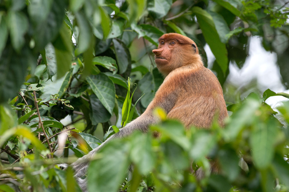 MYS_Borneo-Proboscis-Monkey_Adobe-Stock_132043069.jpg