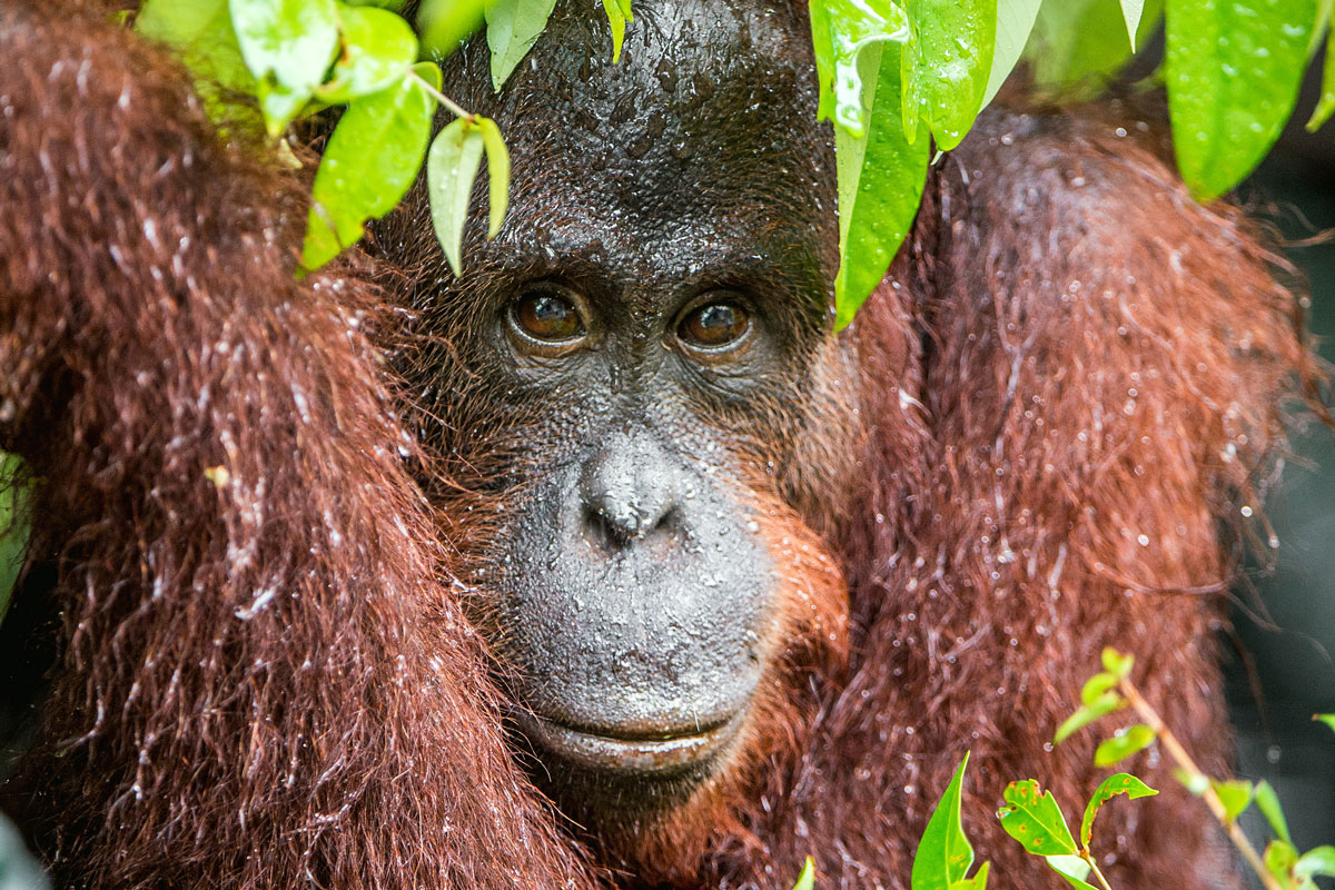 MYS_Borneo-Orangutan-©-Adobe-Stock-006.jpg