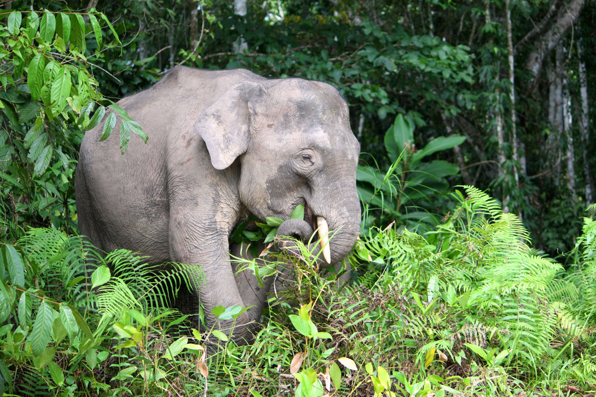 MYS_Borneo-Pygmy-Elephant_Adobe-Stock_131434970.jpg