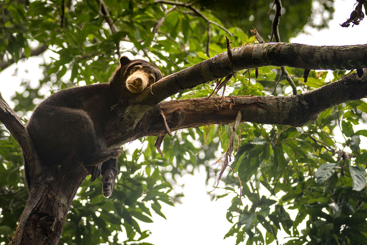 MYS_Borneo-Sun-Bear-©-Adobe-Stock_140770672.jpg