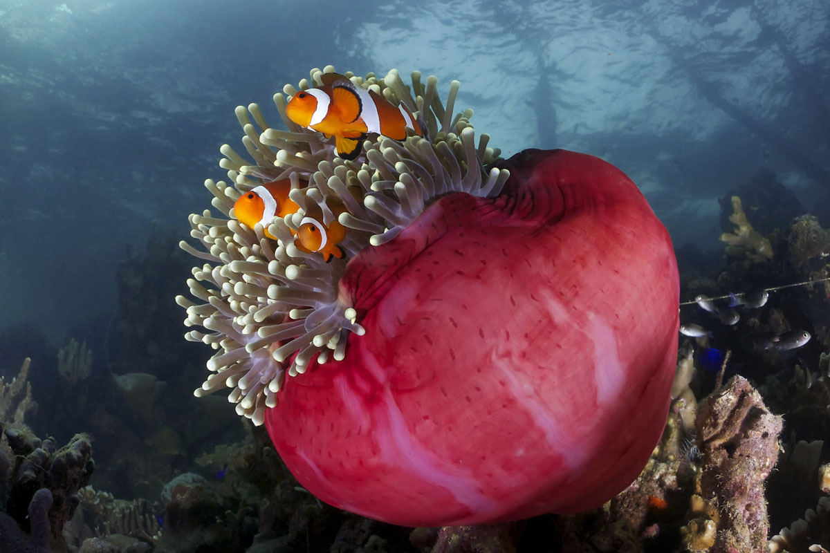 MYS_Borneo-UW-Anemone-©-Adobe-Stock_73186013.jpg