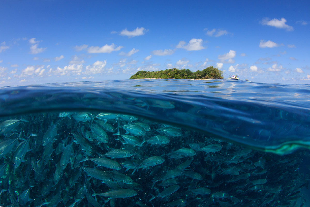 MYS_Borneo-UW-Sipadan-Island-w-Jacks_Adobe-Stock_116716572.jpg