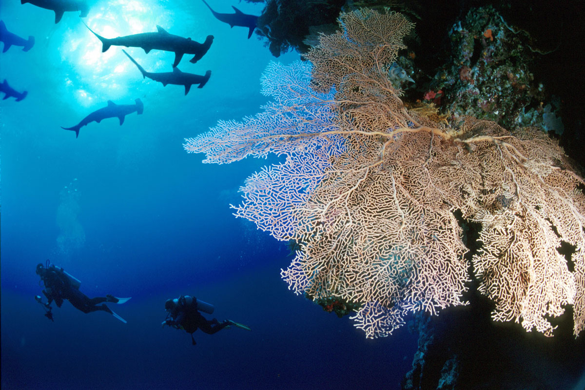 MYS_Layang-Layang---UW-©--Layang-Layang-Island-Resort.jpg